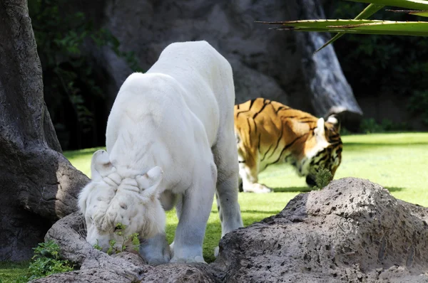 Panthera tigris — Stok fotoğraf