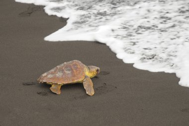 Caretta kaplumbağaları (caretta caretta)