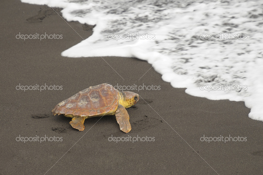 Loggerhead turtles (Caretta caretta)