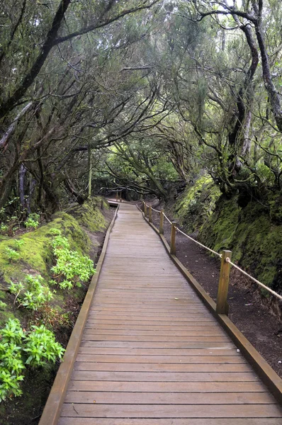 Laurel forest. Anaga.Tenerife — Stock Photo, Image