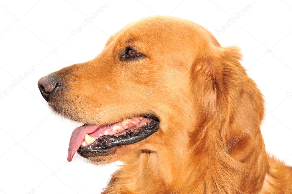 Purebred golden retriever dog sitting on isolated  white backgro