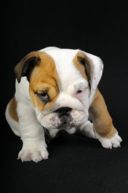 İngilizce bulldog, üzerinde siyah bir halı döşeme. o arıyor
