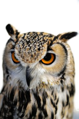 Kartal beyaz zemin üzerine izole baykuş bubo bubo,