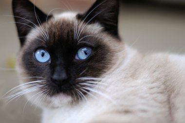 Küçük gri kedi portresi 
