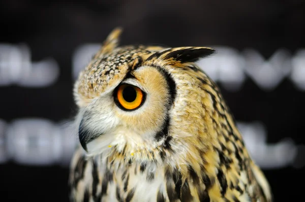 Ein großer Uhu hockte — Stockfoto