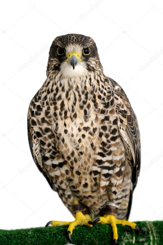 A Peregrine Falcon poses for the camera