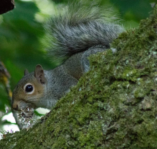 Grey Squirrel Bedding Its Mouth — Photo