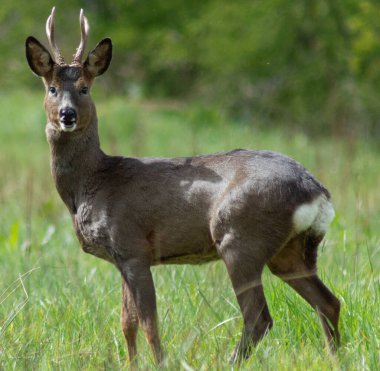 Bir tarlada sırıtarak duran Roe geyiği 