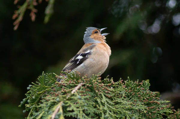 A chaffinch standing on its tip toes doing its best to be heard