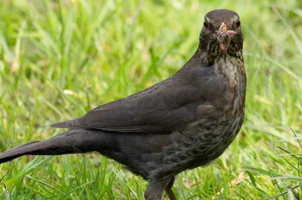 Female Blackbird Mouth Full Food Warms — Stockfoto