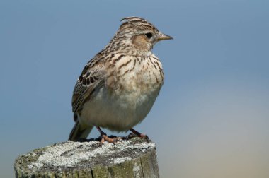 Bir direğin üzerinde bir tarla kuşu 