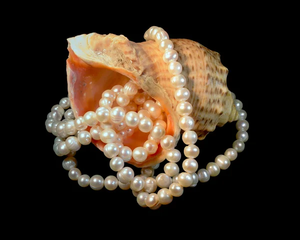 Rapana avec une perle — Photo