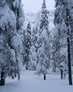 Dağlarda karla kaplı köknar ağaçları olan kış ormanı. Ufukta parlak renkler belirdi. Uzaklardaki dağlarda. Güneşin ilk ışıklarıyla altın bulutlar. Güney Uralları.