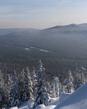 Dağlarda karla kaplı köknar ağaçları olan kış ormanı. Ufukta parlak renkler belirdi. Uzaklardaki dağlarda. Güneşin ilk ışıklarıyla altın bulutlar. Güney Uralları.