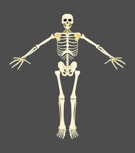 Menselijk Skelet Gele Botten Grijze Achtergrond Vector Platte Stijl Stock — Stockvector