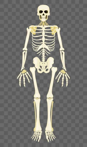 Das Menschliche Skelett Steht Auf Einem Transparenten Hintergrund Flachbild Vektorbild — Stockvektor