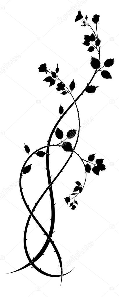 ornament element rose flowering climbing plant. vector stock image