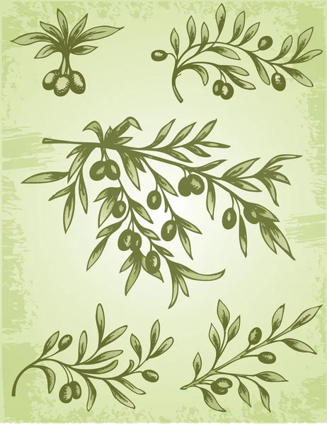 Vintage olive branch — Vector de stoc