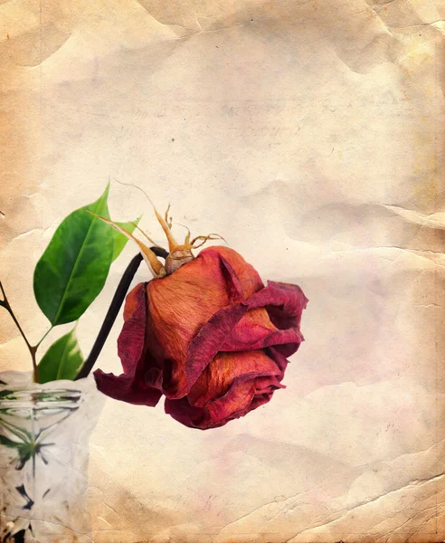 Винтажный фон с сушеной розой — стоковое фото