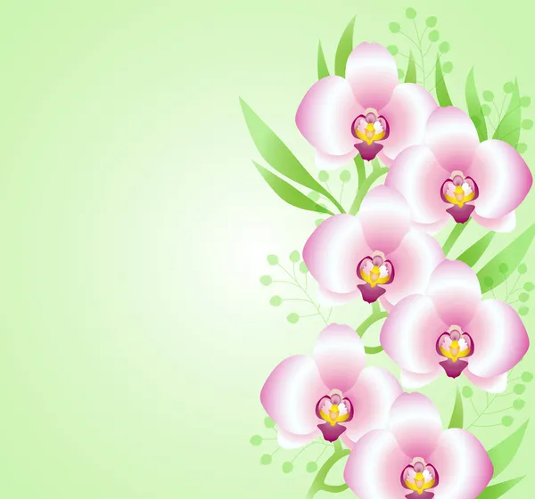 绿色背景的兰花 — 图库矢量图片