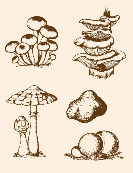 Vintage hand drawn forest mushrooms — Stock Vector
