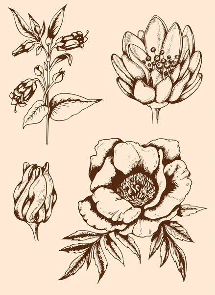 Vintage flores dibujadas a mano — Vector de stock