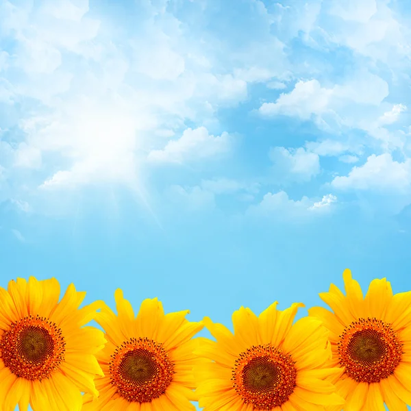 Blauer Himmel und Sonnenblumen — Stockfoto