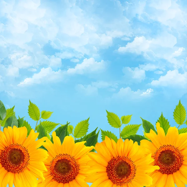 Fondo con cielo azul y girasoles —  Fotos de Stock