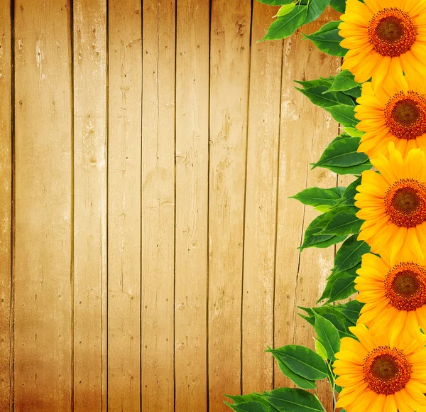 Wooden fence, green leaves and sunflowers — Stock Photo, Image