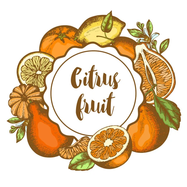 Vintage Hand Drawn Label Citrus Fruits White Background Vector Illustration — Stockvector