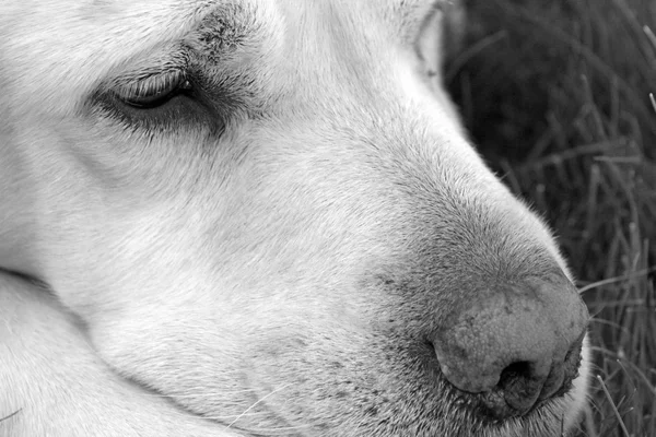 Cão labrador — Fotografia de Stock