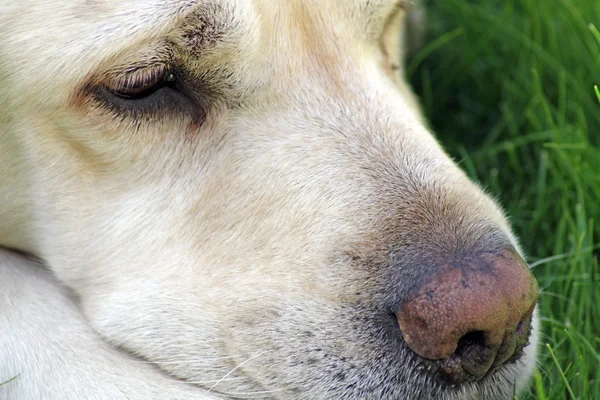 Labrador köpek — Stok fotoğraf