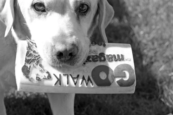 Лабрадорская собака — стоковое фото