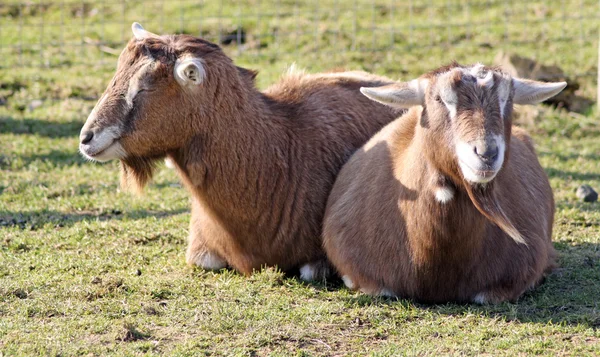 Eine Ziege 2 — Stockfoto