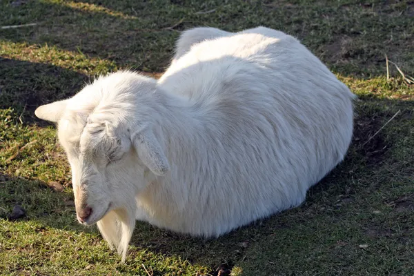 Una capra bianca — Foto Stock