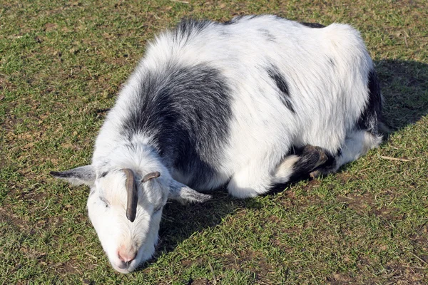 White goat — Stock Photo, Image