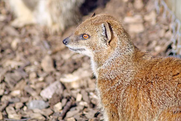 Mongoose — Stock fotografie