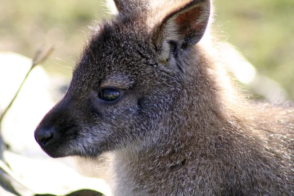 Um wallaby — Fotografia de Stock