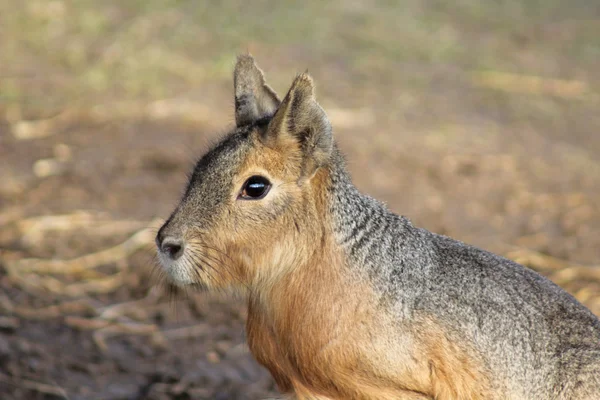 Mara mammal Dolichotis patagonum — Stock Photo, Image