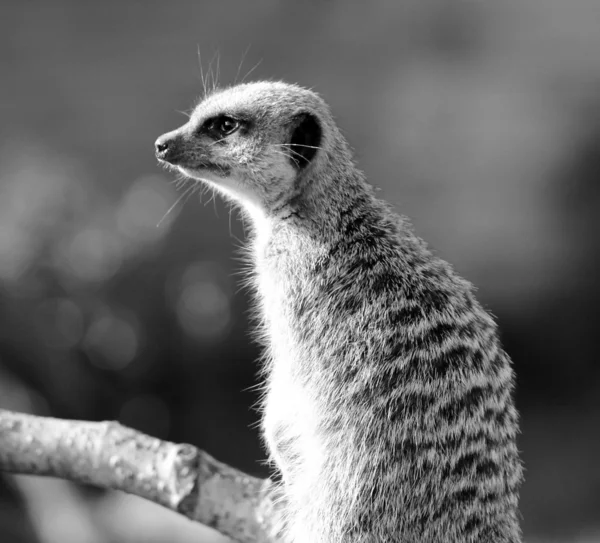 Meerkat. — Foto de Stock