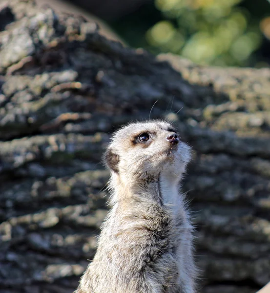 Meerkat — Stock Photo, Image