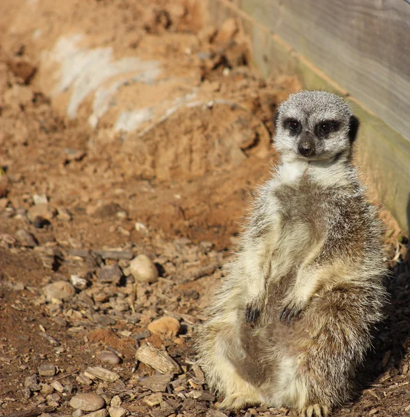 Meerkat — Stockfoto