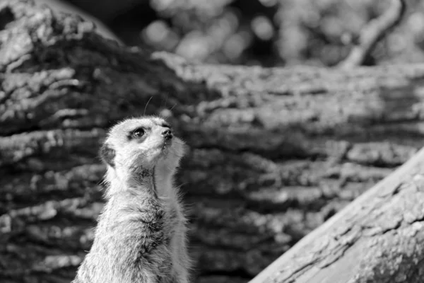 Meerkat. — Foto de Stock