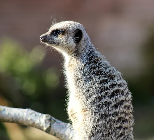 Meerkat — Stockfoto