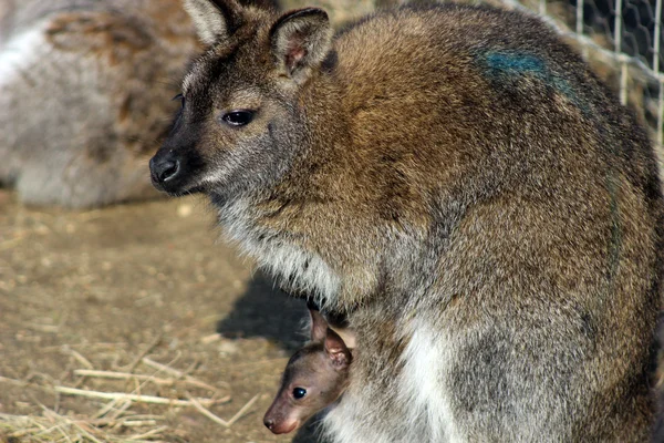 Wallaby... — Fotografia de Stock