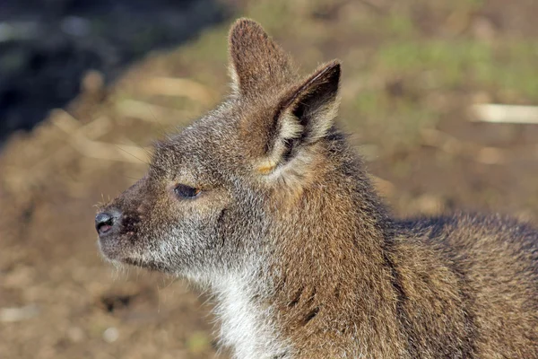 Wallaby — Stockfoto