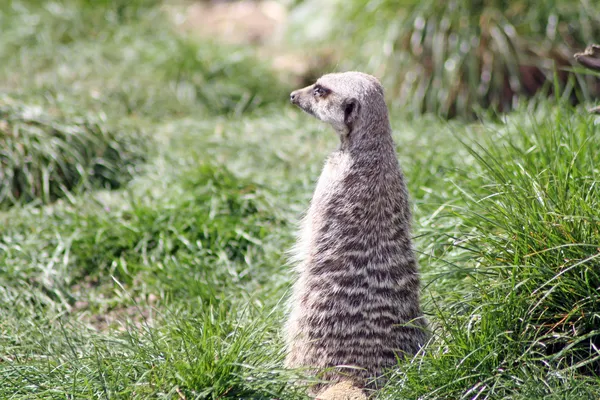 Erdmännchen — Stockfoto