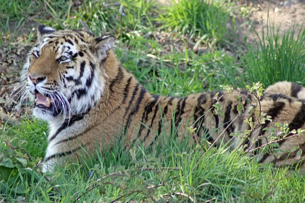 Tigre — Foto de Stock