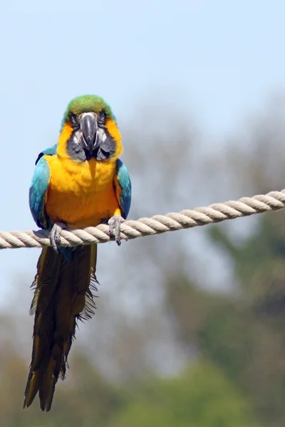 Parrot — Stock Photo, Image