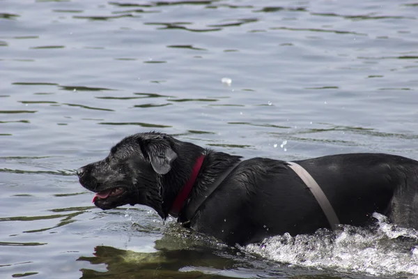 Labrador — Stockfoto